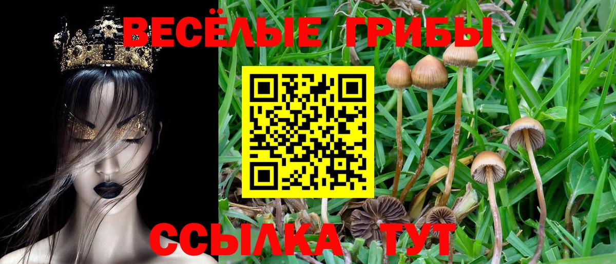 Псилоцибиновые грибы Psilocybine cubensis  Вход с VPN  Протвино 